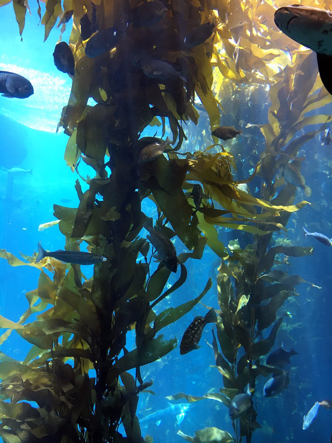 Monterey Bay Aquarium