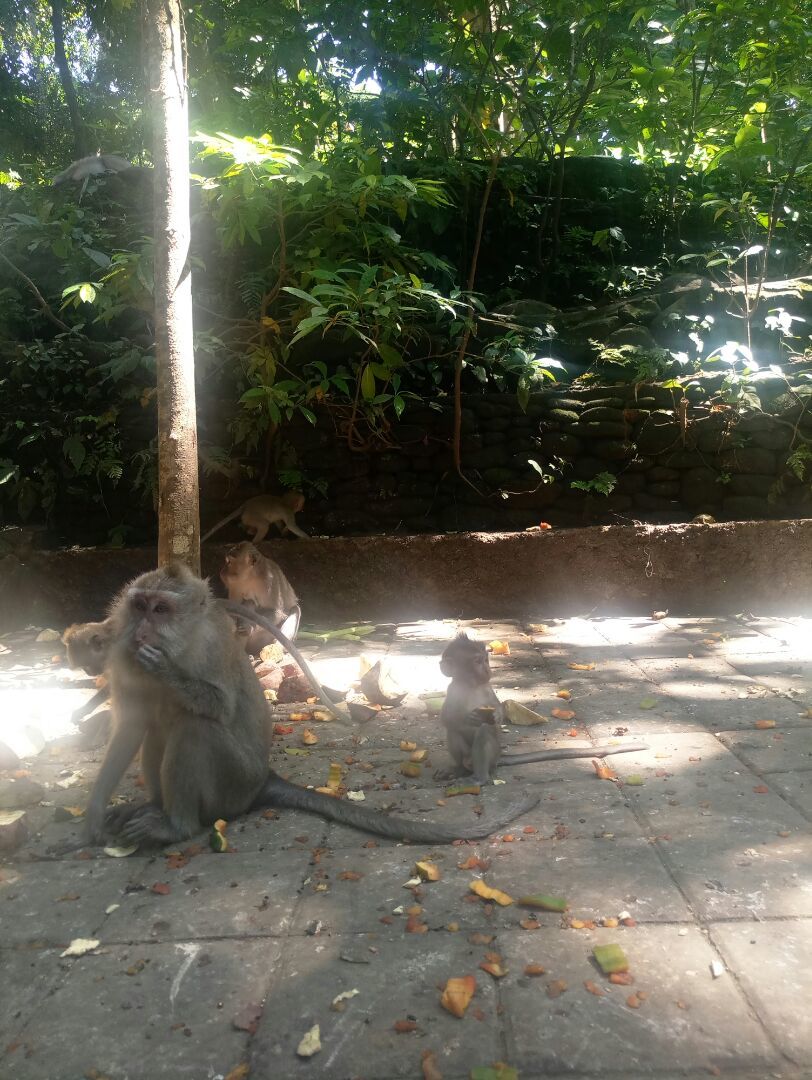 Ubud Sacred Monkey Forest