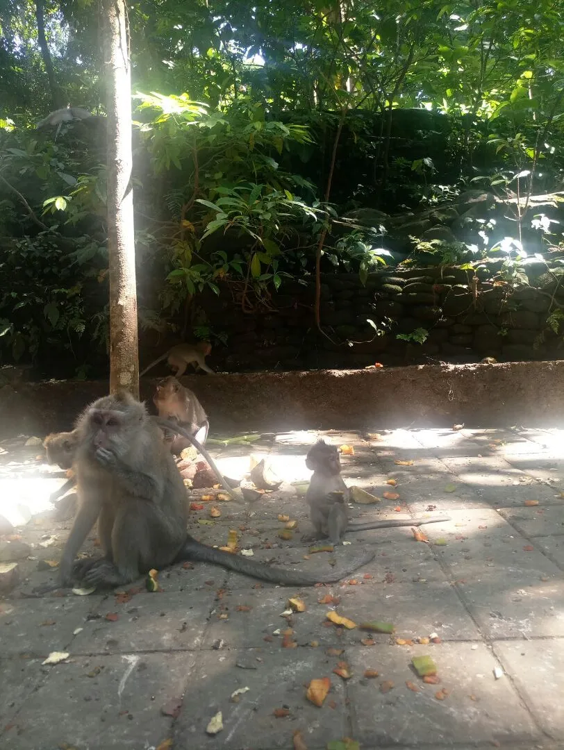 Heiliger Affenwald von Ubud