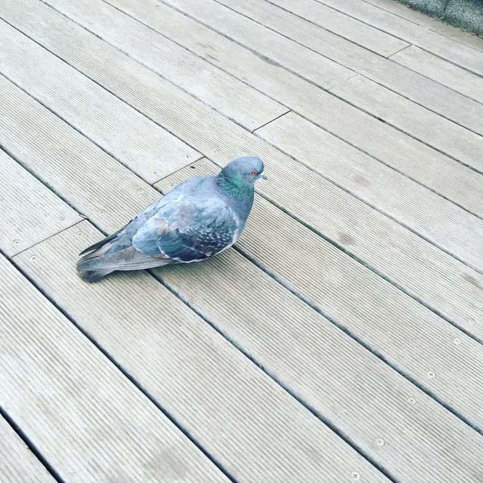 Ueno Park