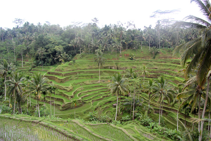 Tegallalang Rice Terraces