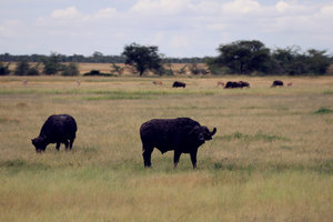 Ngorongoro
