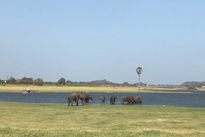 Minneriya National Park