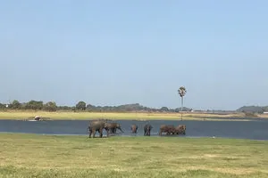 Parc national de Minneriya