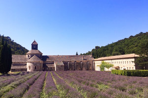 Lavender distillery with traditional copper stills and flowers