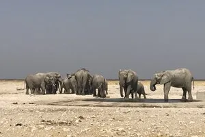 Parc national d’Etosha