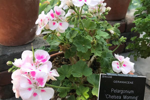 Chelsea Flower Show