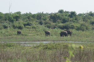 Udawalawe National Park