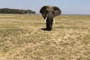 Parc national d'Amboseli