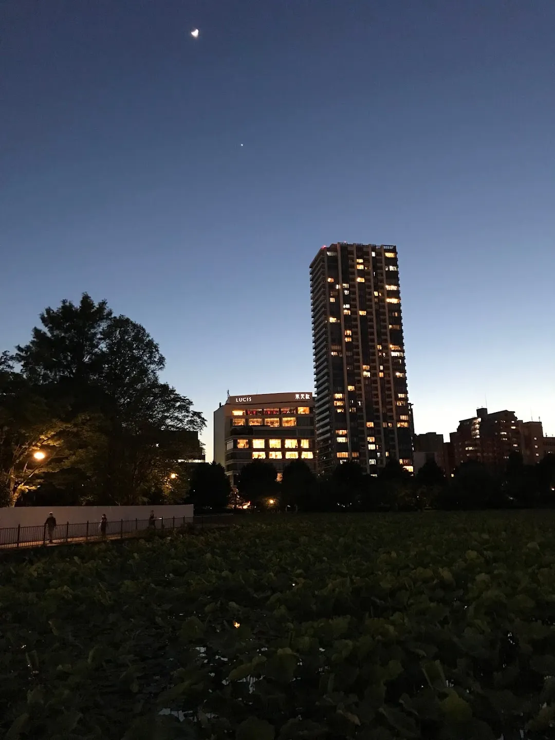 Shinobazu Pond