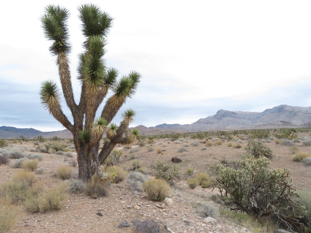Joshua Tree National Park