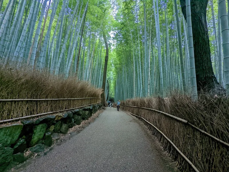 岚山竹林