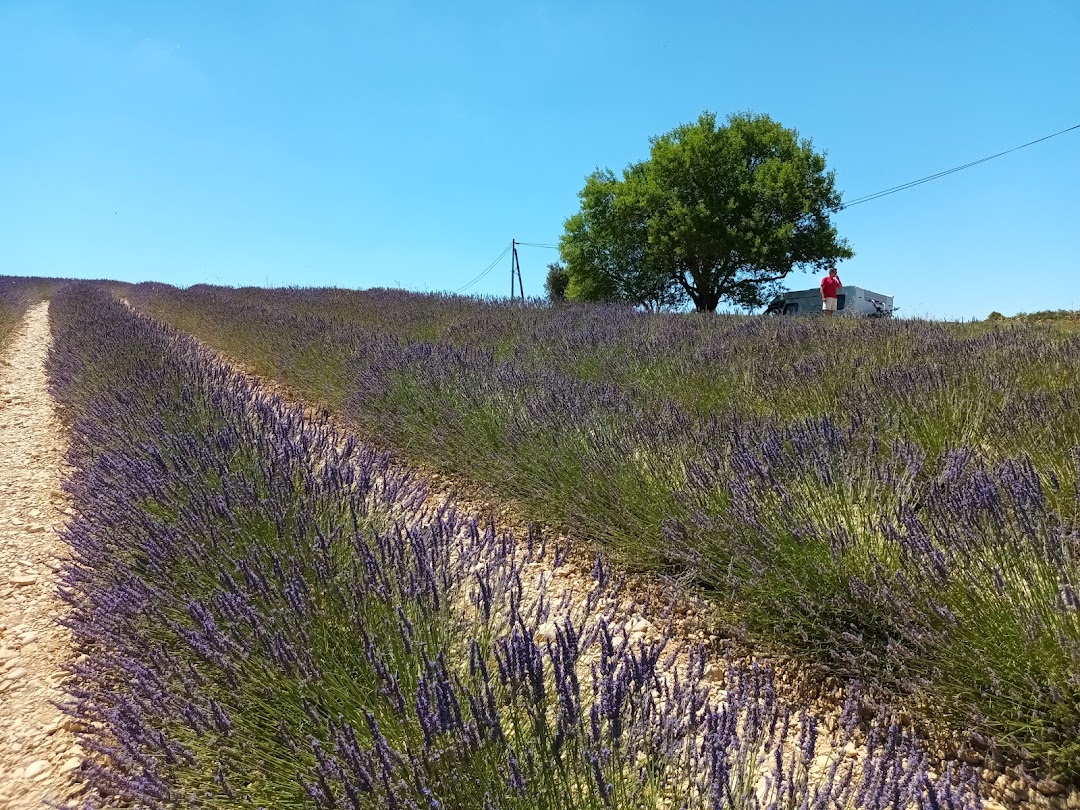 Valensole Lavender Fields