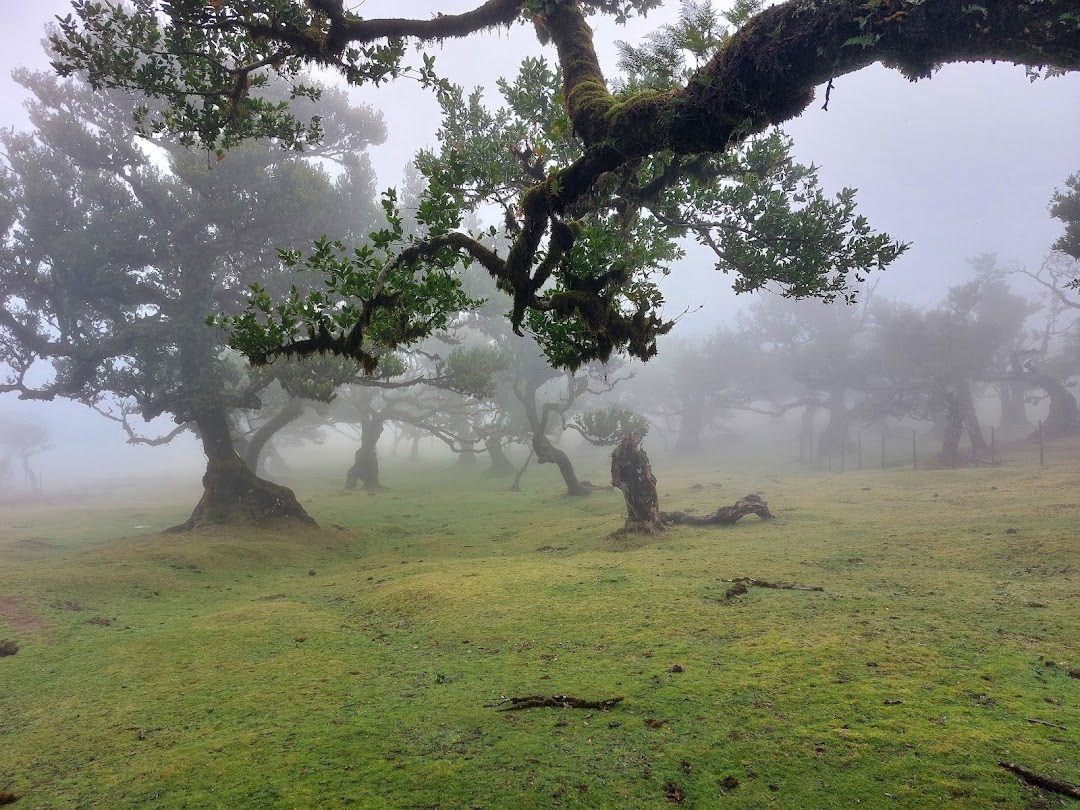 Fanal Forest