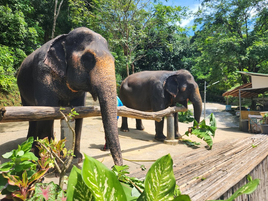 Elephant Jungle Sanctuary Phuket