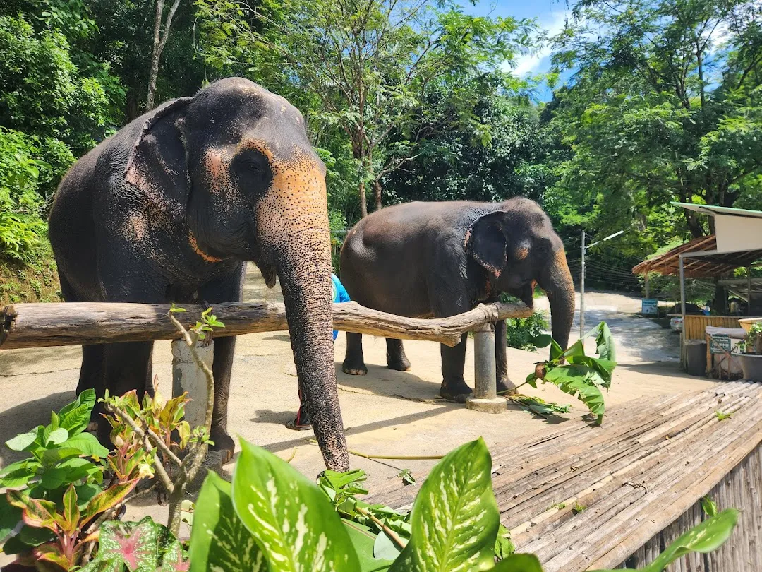 Elephant Jungle Sanctuary Phuket