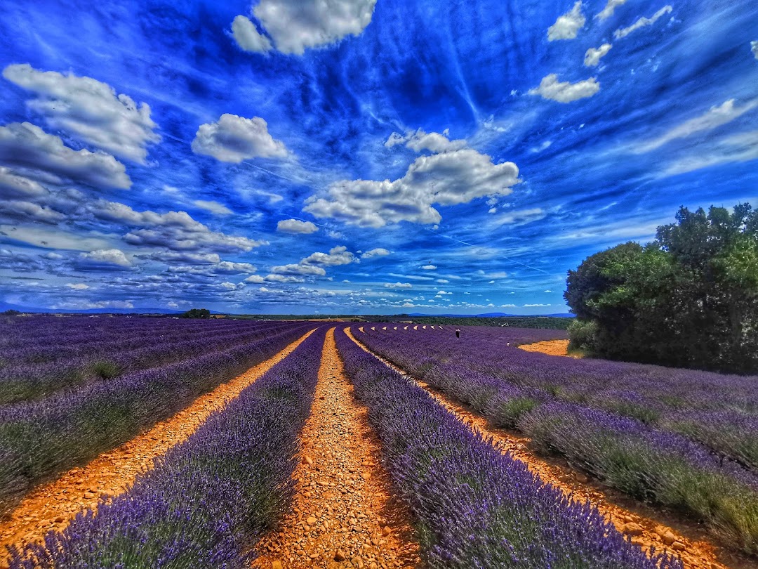 Purple lavender field in Valensole Plateau with blue sky