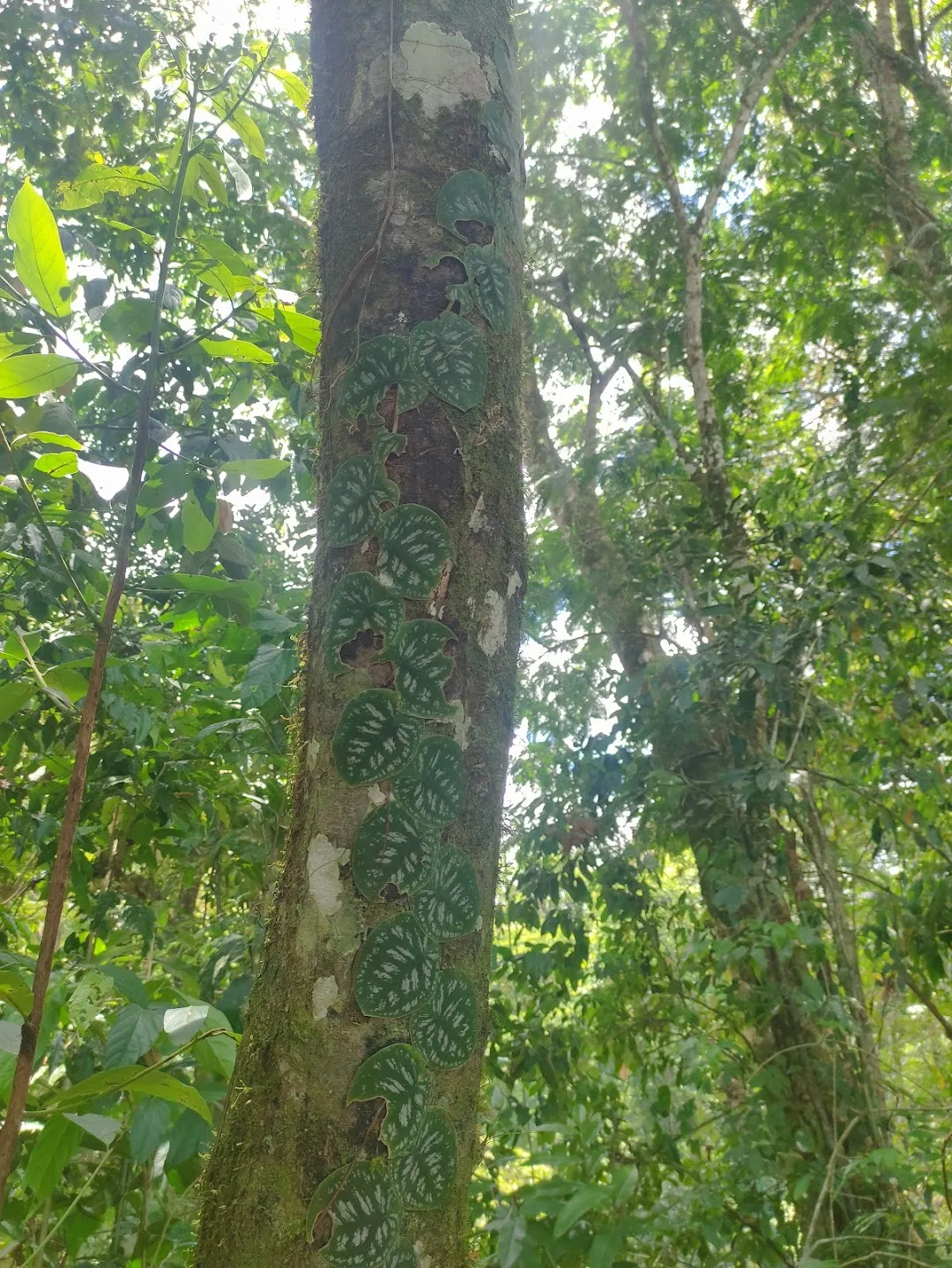 Costa Rica
