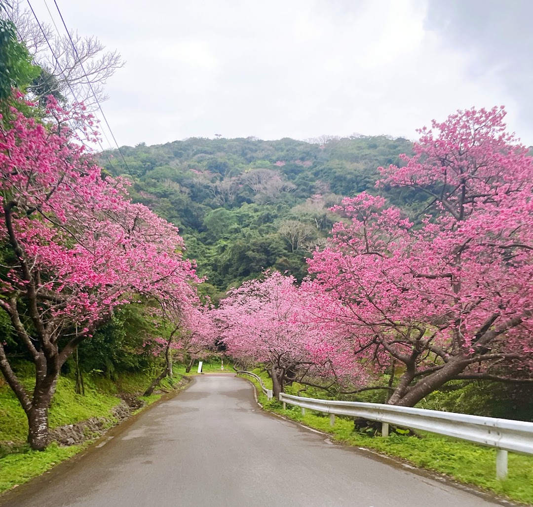 Cherry Blossom Season
