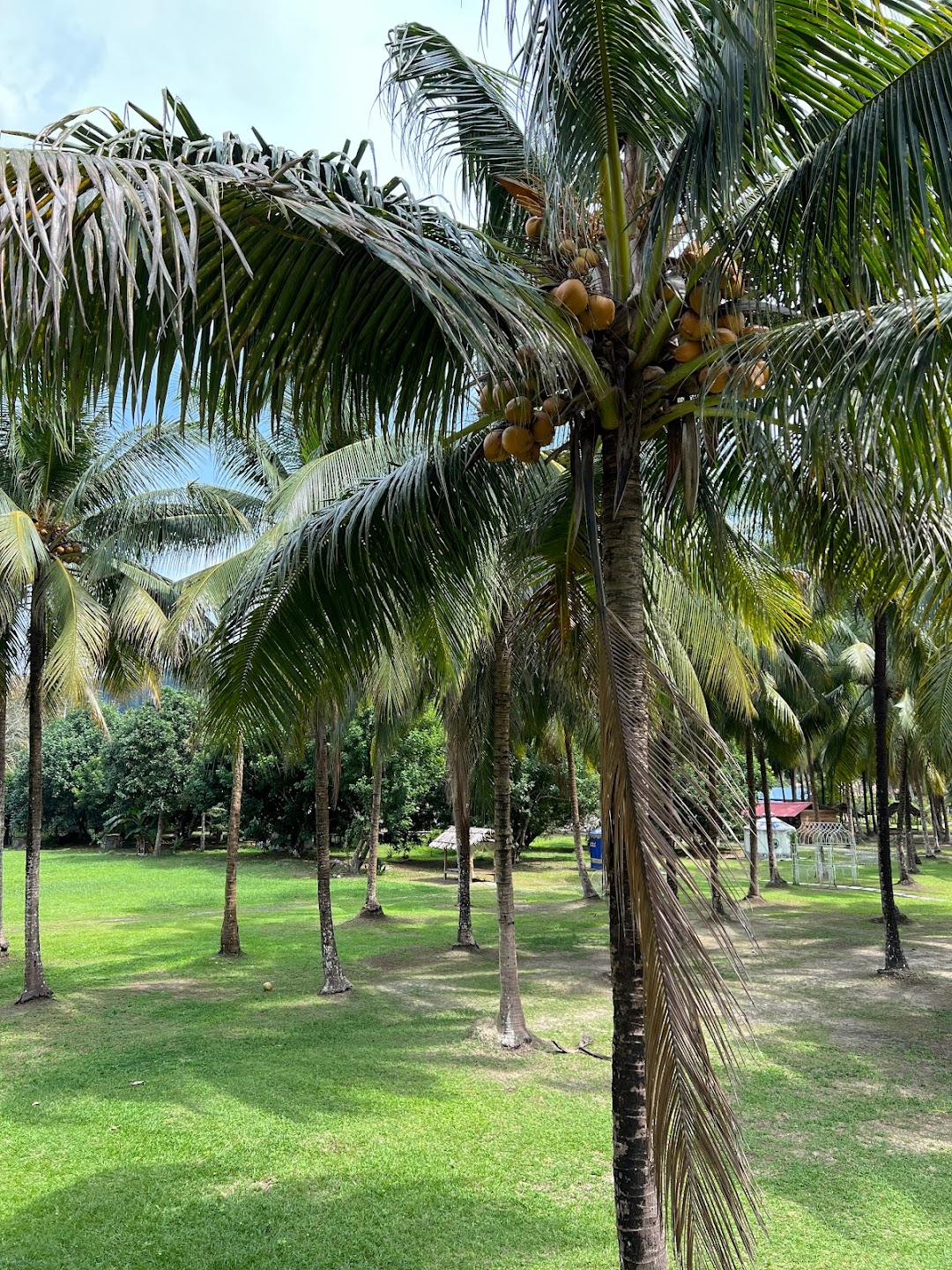 Vinh Long Fruit Orchard Eco-Tourism