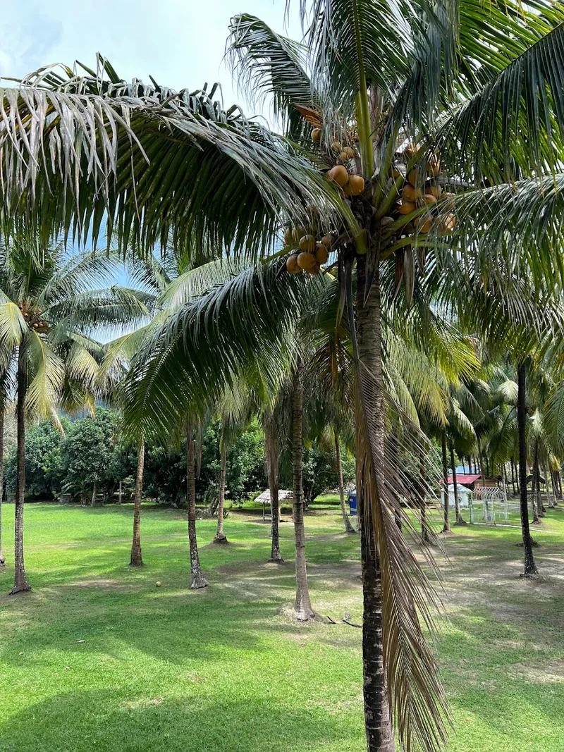 Écotourisme dans les vergers fruitiers de Vinh Long