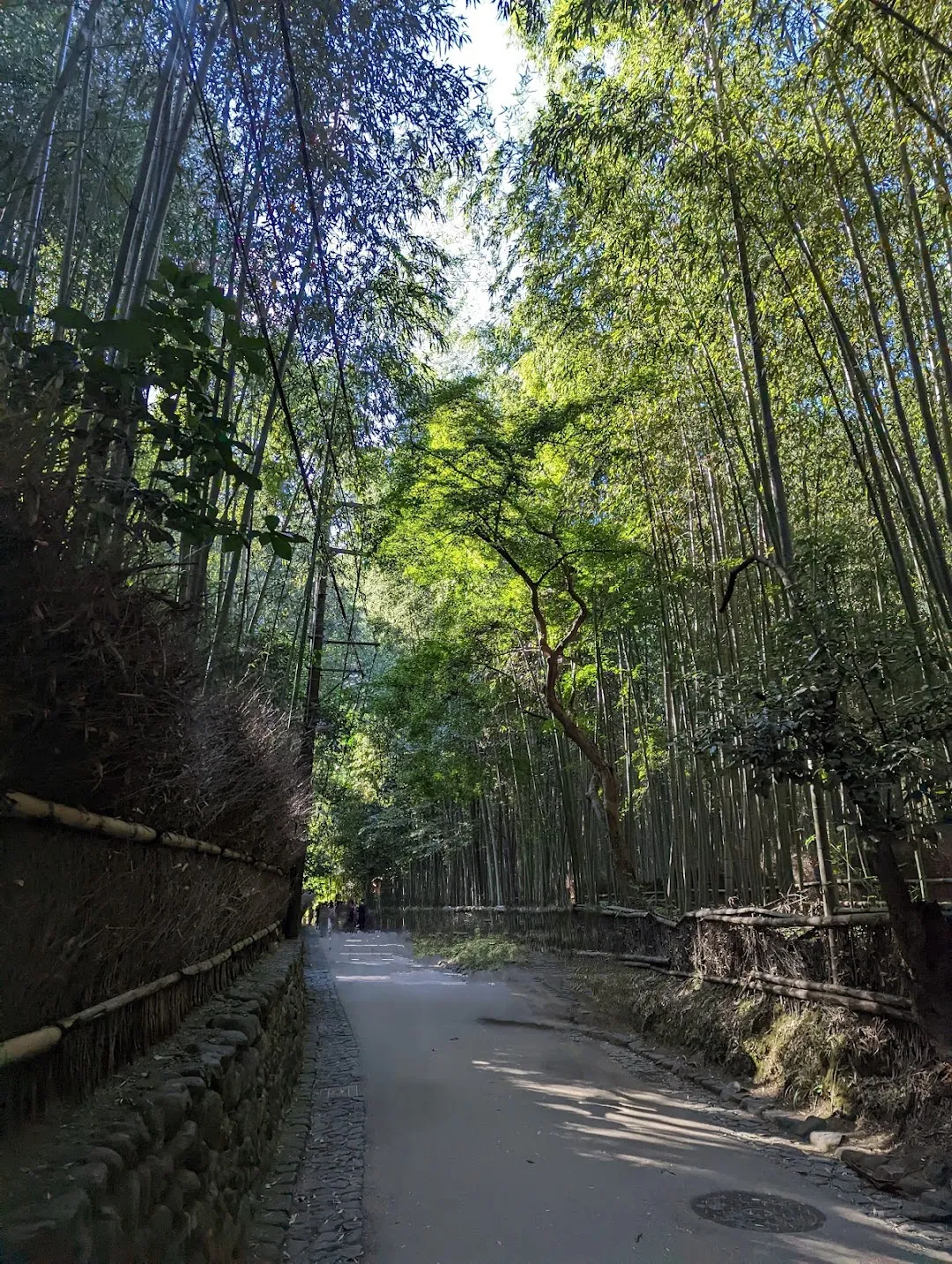 Arashiyama Bamboo Grove