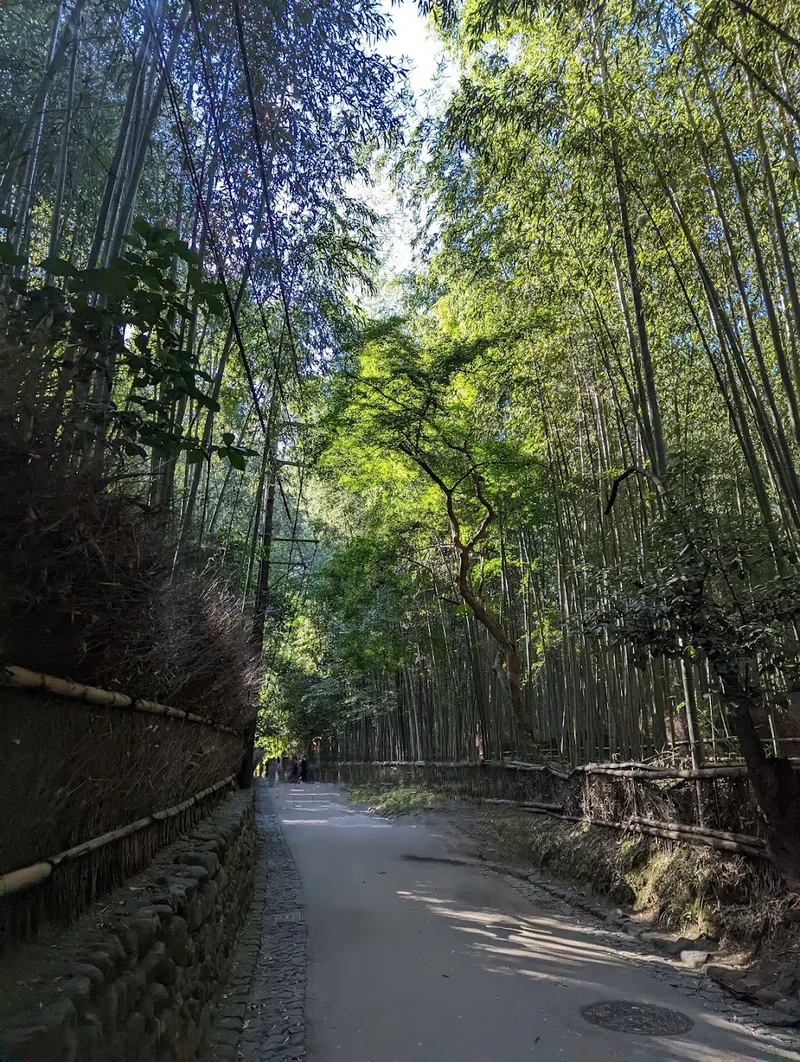 Bambusowy gaj Arashiyama