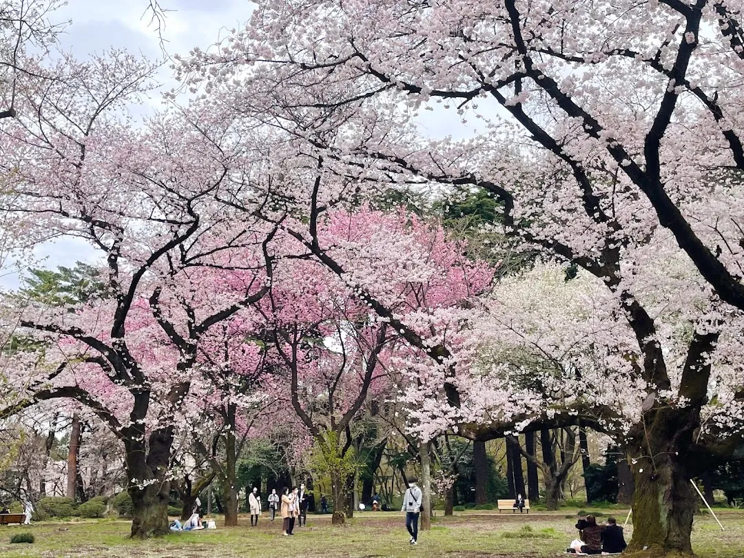 Shinjuku Gyoen