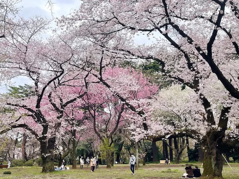 Shinjuku Gyoen