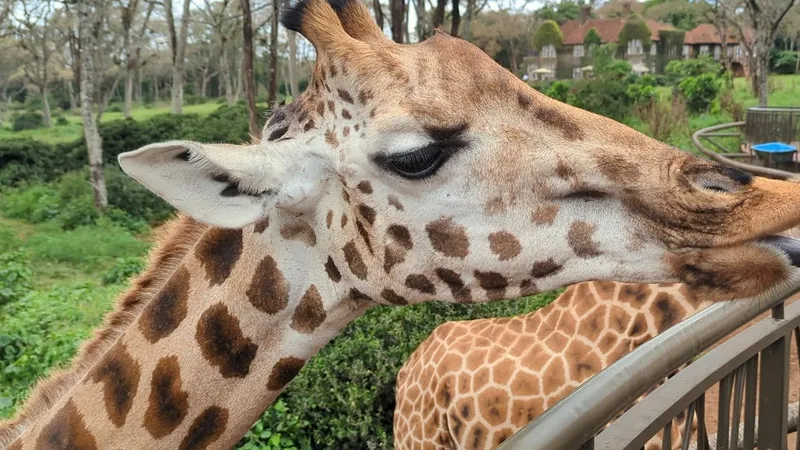 Centre des girafes