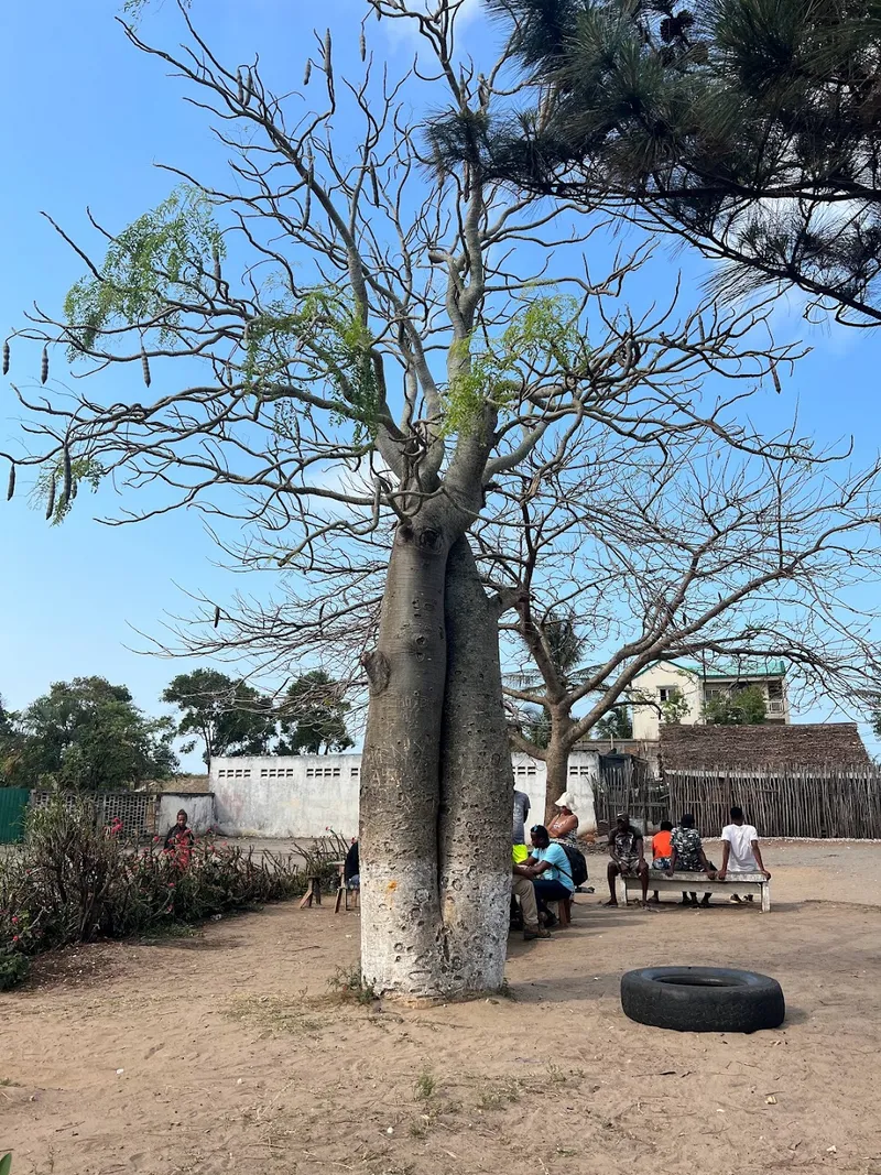 Allée des Baobabs