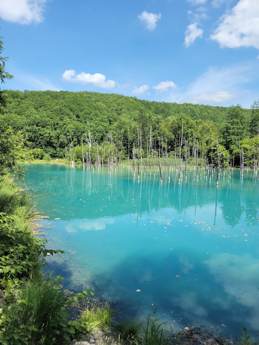 Biei Blue Pond landscape for the Hokkaido scenic driving day